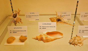 DSCN0018　貝類標本.jpg