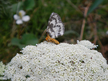 DSCN1710.jpg