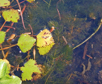 DSCN3732　水中の藻.jpg