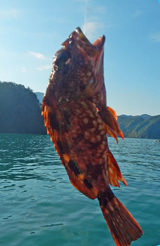 DSCN4101-ガシラ.jpg