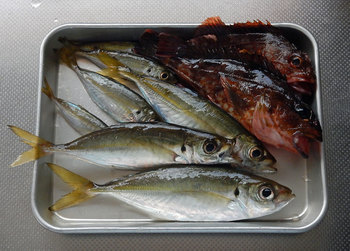 DSCN4140 釣果.jpg