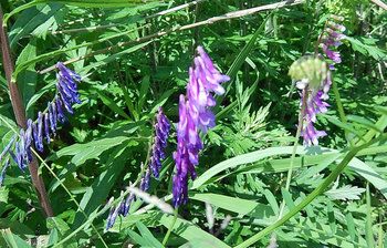 DSCN6020　道端の紫色の花.jpg