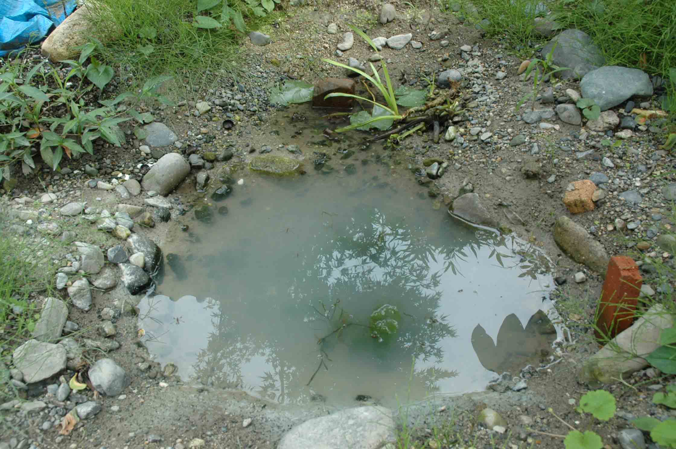 メダカ稚魚の生育 水辺の憩 メダカ稚魚の生育 水辺の憩