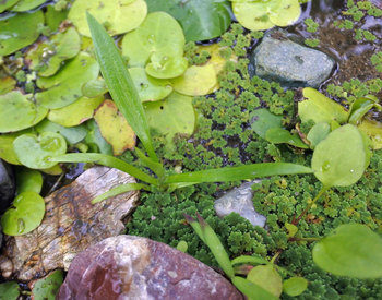 DSC_5600植物の子葉.jpg