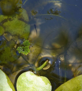DSC_5619稚魚確認.jpg