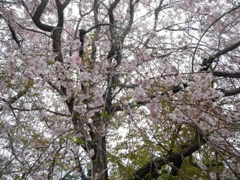 しだれ桜.jpg