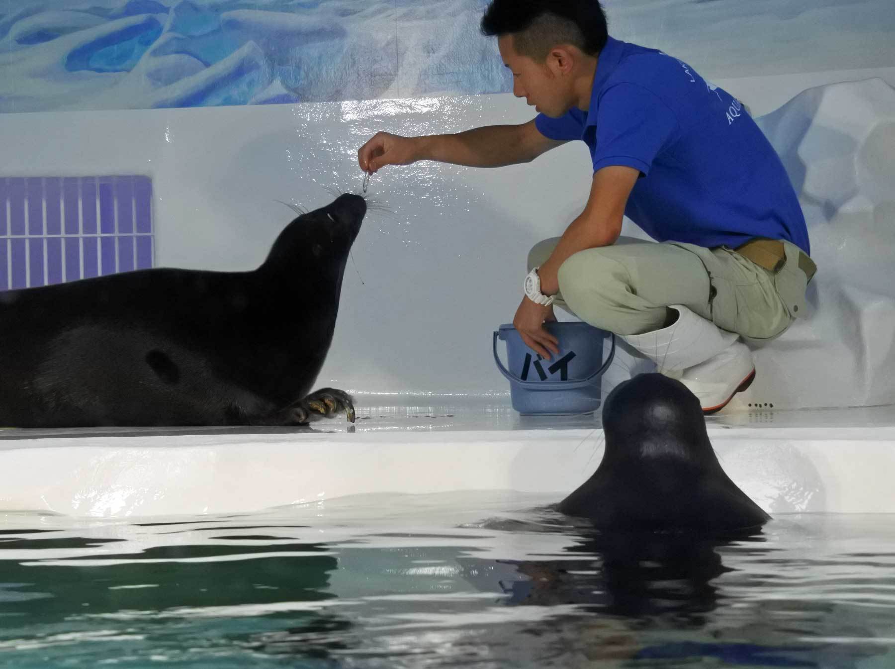 バイカルアザラシ 水辺の憩