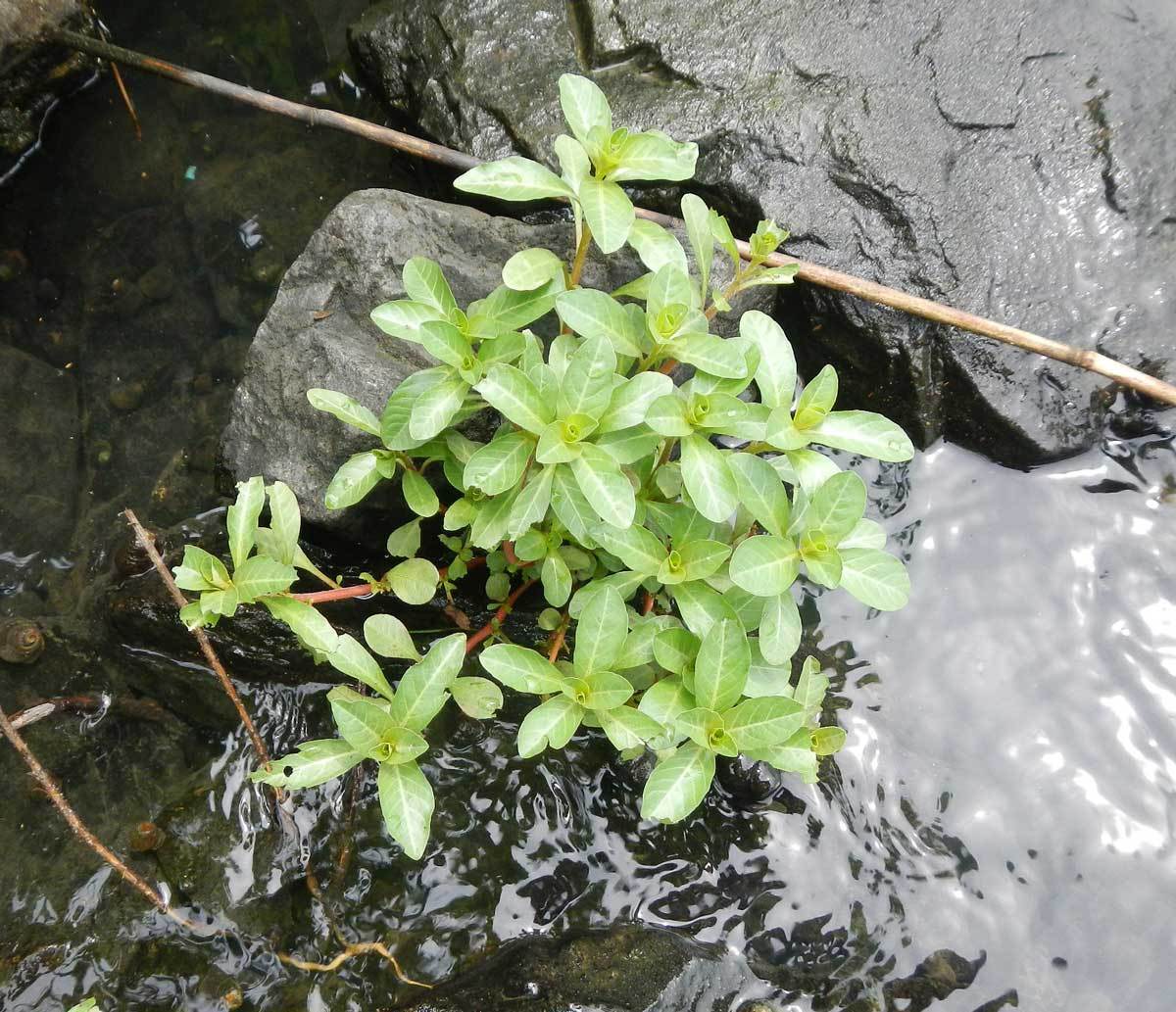 赤野井湾の水草 水辺の憩