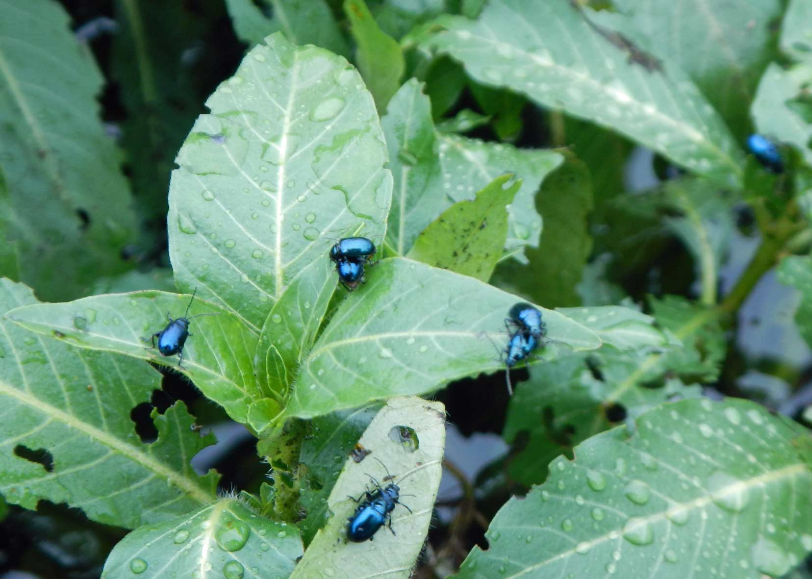 琵琶湖の水草 水辺の憩