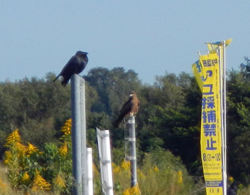 カラスとトンビ.jpg