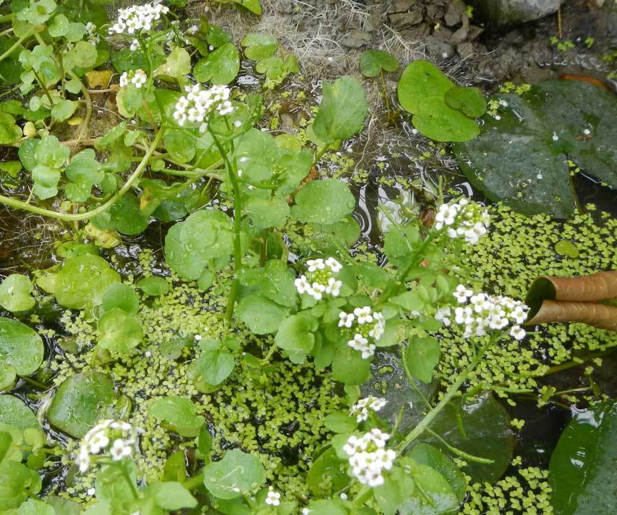 クレソン食害される 水辺の憩