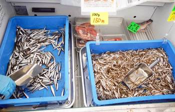 コアユとワカサギ.jpg