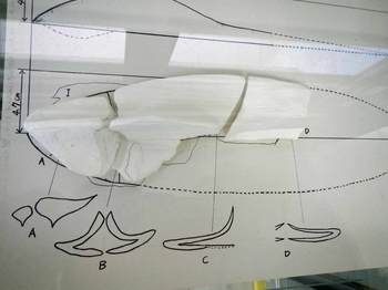 シカマイア化石復元模型.jpg