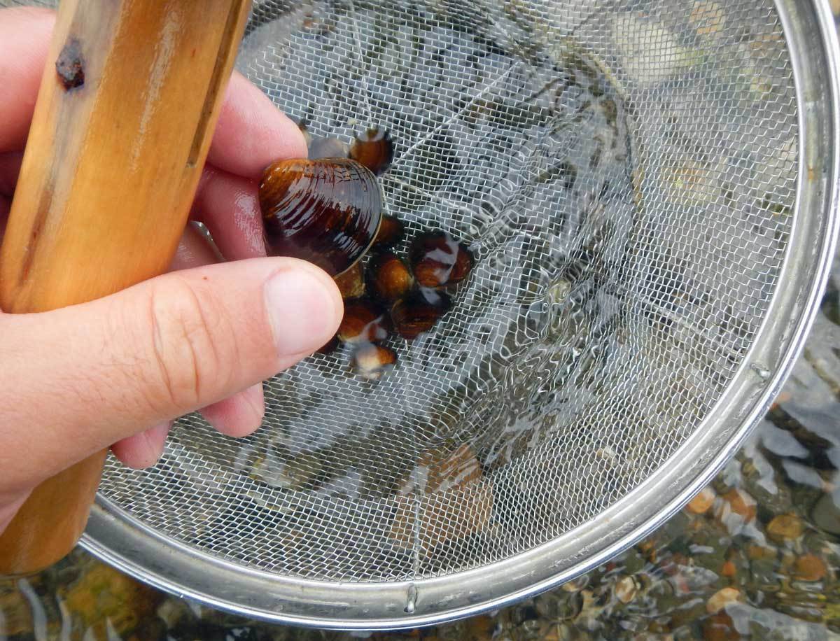 員弁川のシジミ掻き 水辺の憩