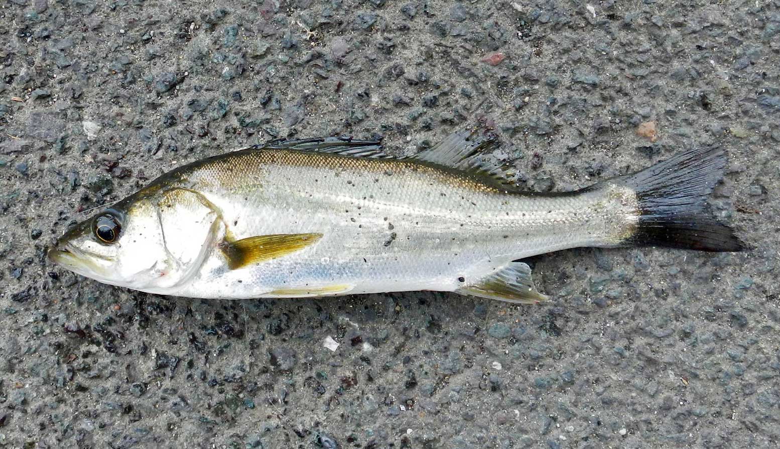 久々子湖のセイゴ 水辺の憩