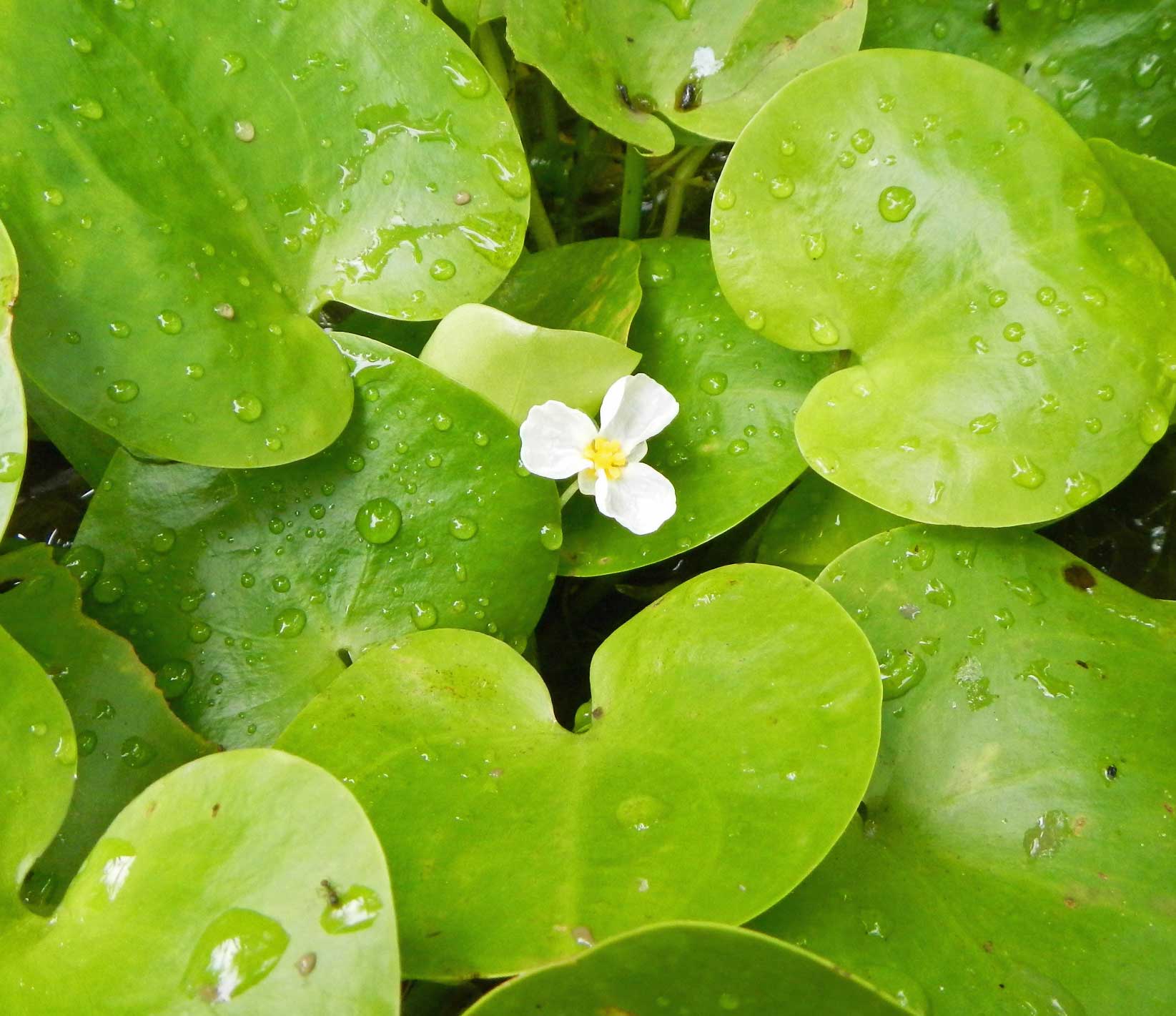 水草整理 水辺の憩