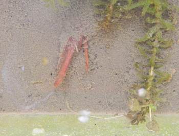 トチカガミ芽.jpg