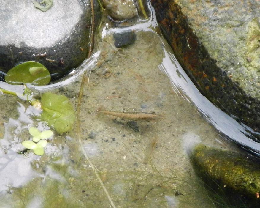 エビ観察 水辺の憩