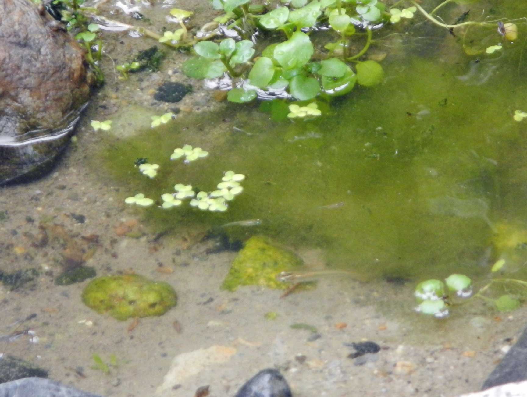 梅雨池の水草一部除去 水辺の憩