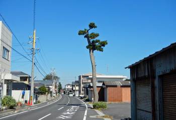 一本松.jpg