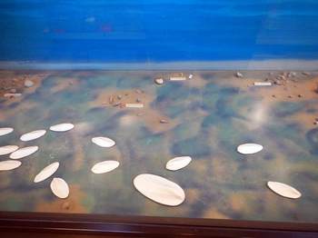 古代の海底復元模型.jpg