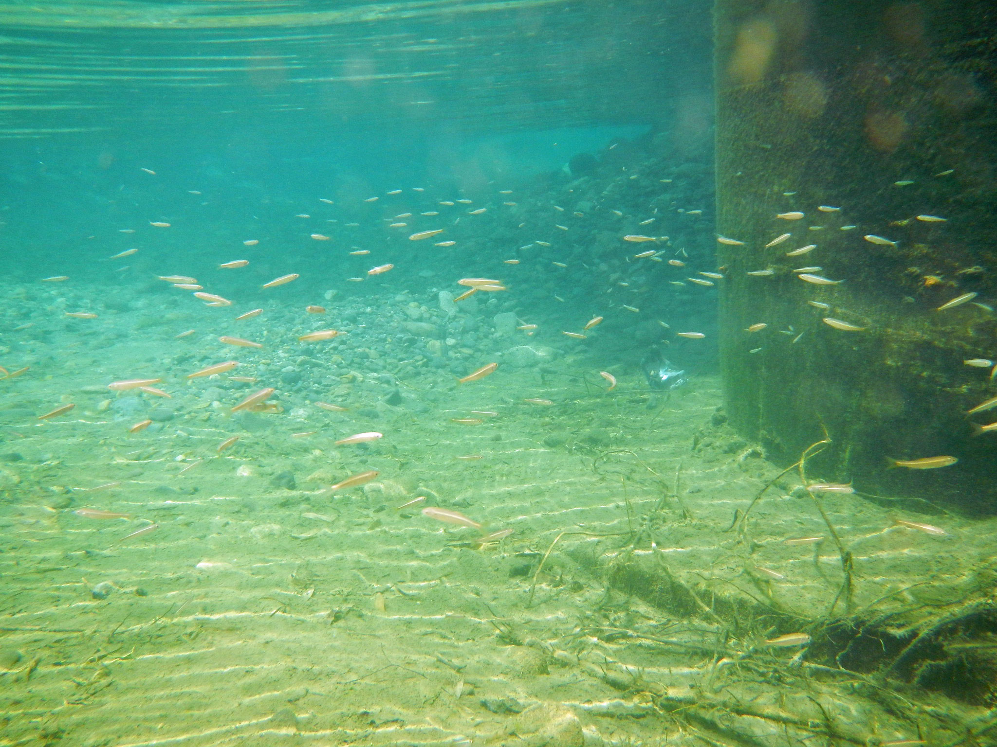 湖南湖東の川々 水辺の憩