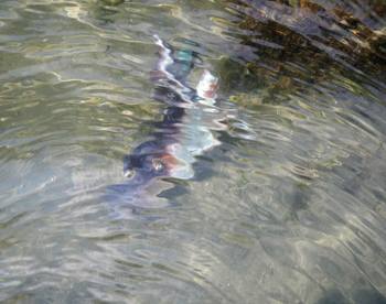 水中の生物か.jpg