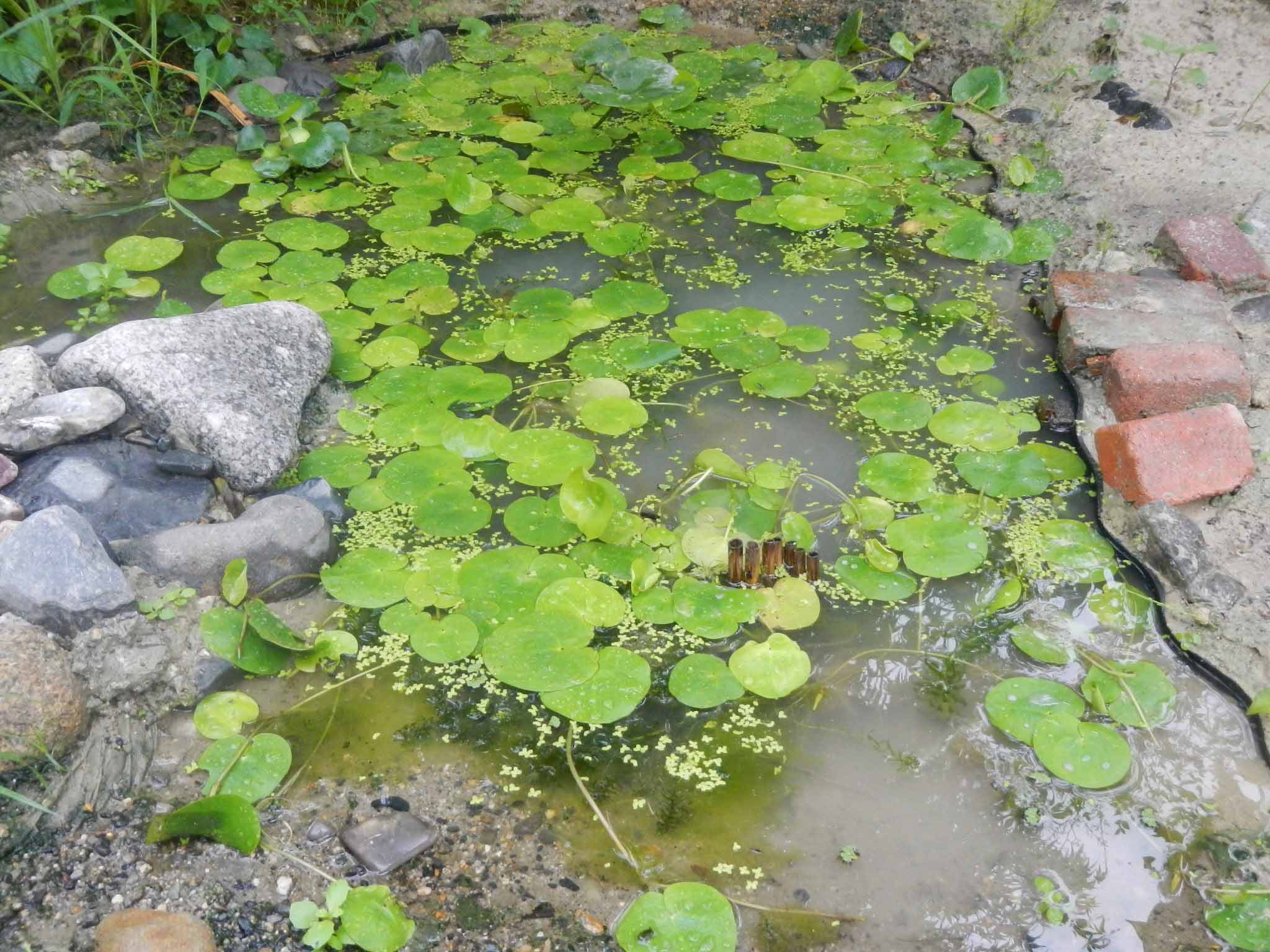 梅雨池の水草一部除去 水辺の憩