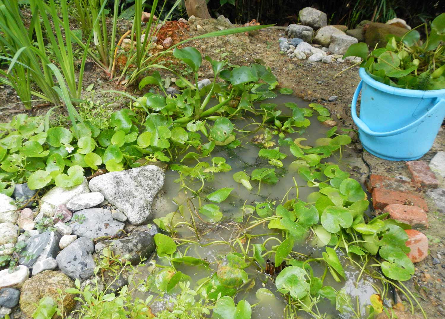 水草整理 水辺の憩