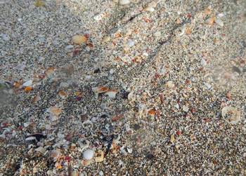 波打ち際の貝と砂.jpg