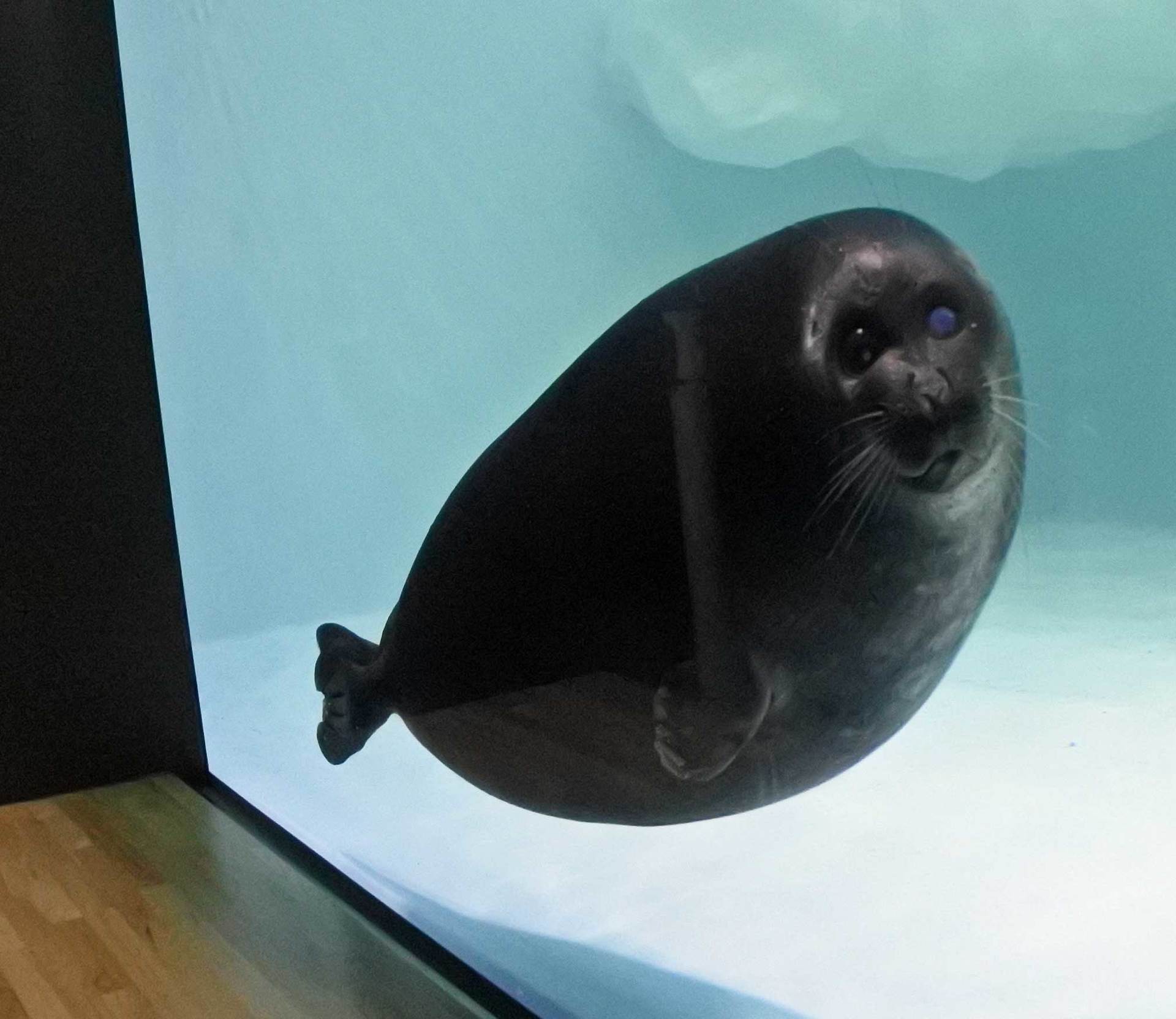 バイカル海豹