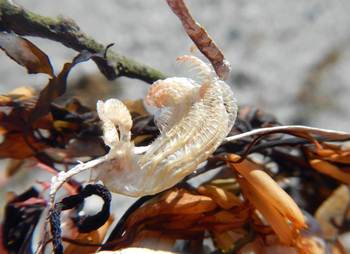 海洋生物.jpg