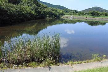 湿原下流のため池.jpg