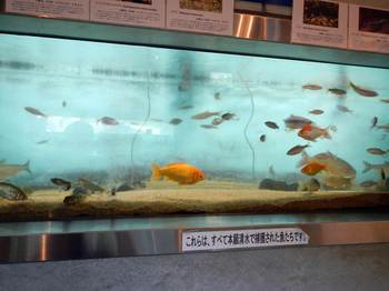 雑魚.jpg