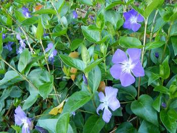 青紫色の花.jpg