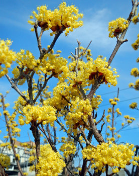 黄色の花.jpg