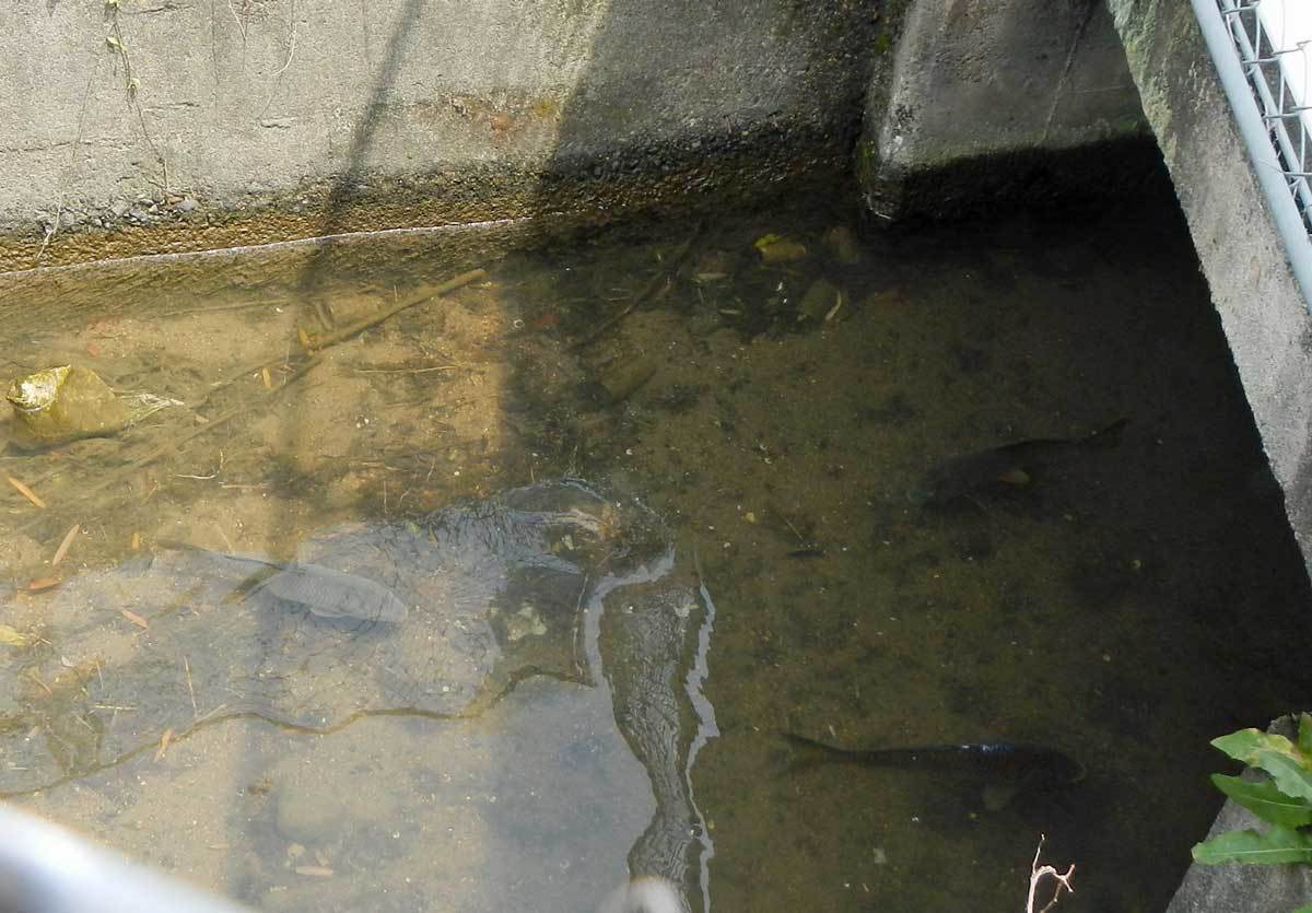 地下ゴイ産卵期 水辺の憩