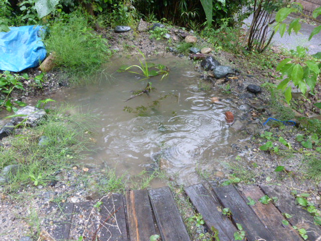 あふれる庭池 水辺の憩