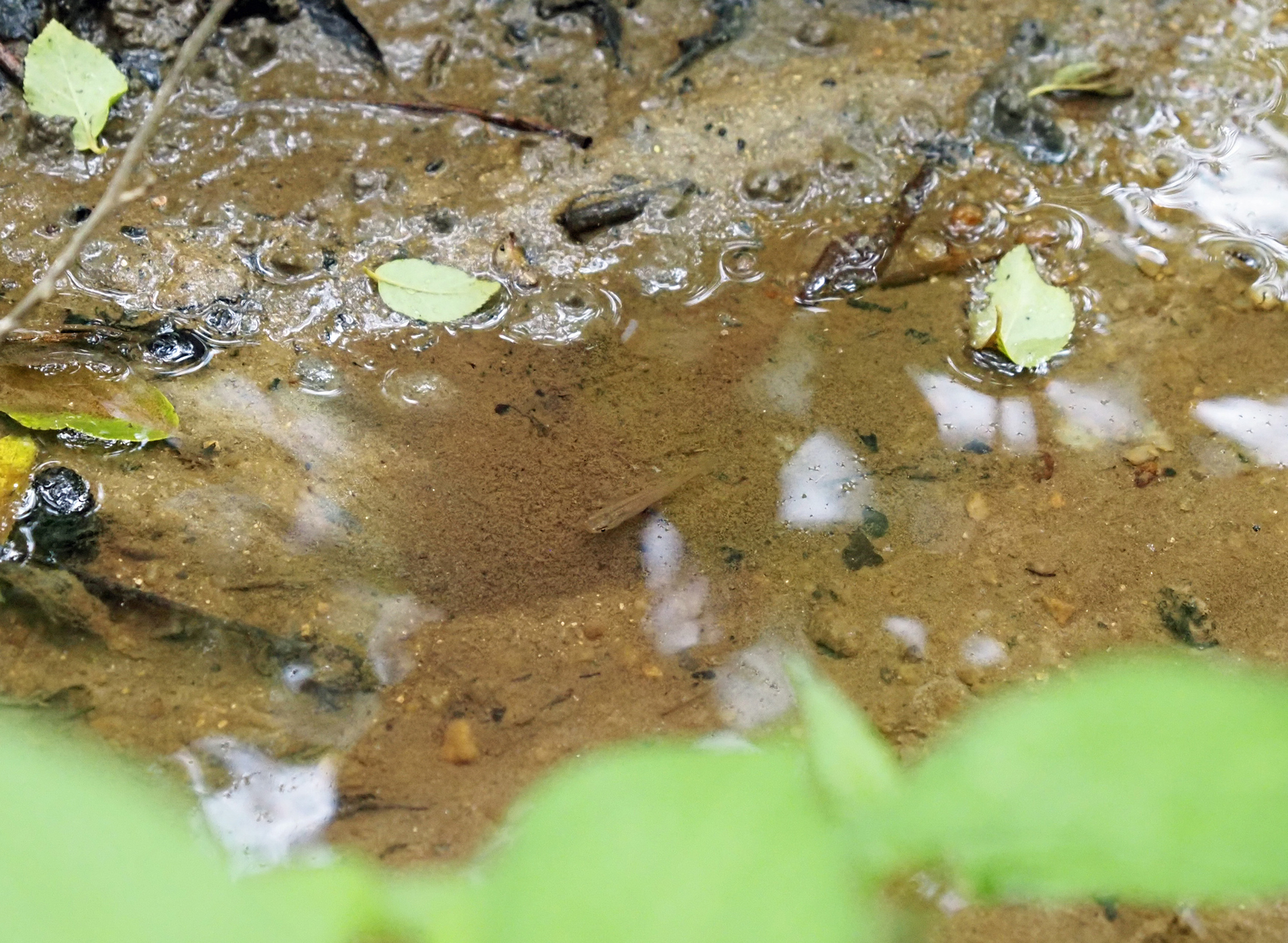 メダカの小川探訪: 水辺の憩