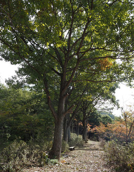 PA230059　クヌギの木.jpg