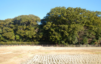 ikoiDSCN0687.jpg